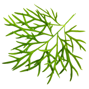 veg1